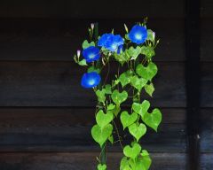 Tapeta Nature Flowers 199.jpg